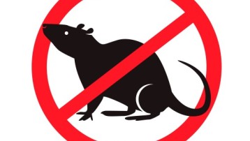 Campagne de dératisation de la commune